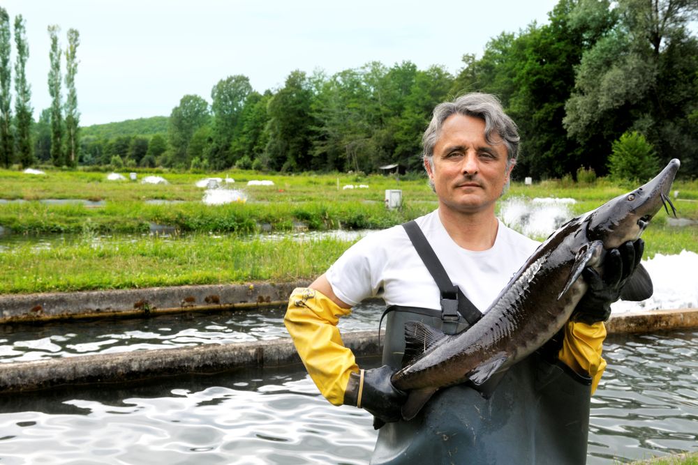 Production caviar - Frédéric avec esturgeon